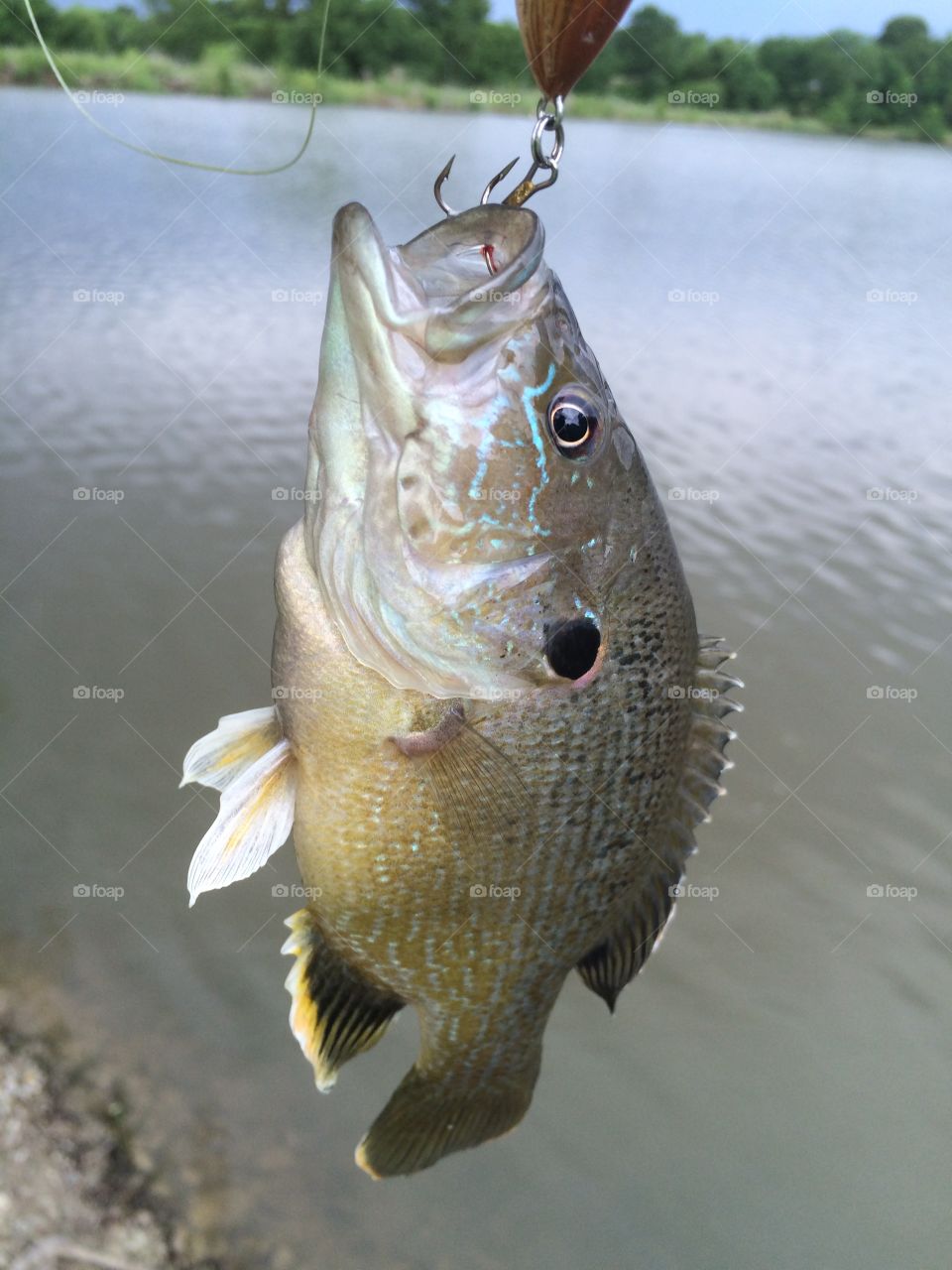 Bluegill