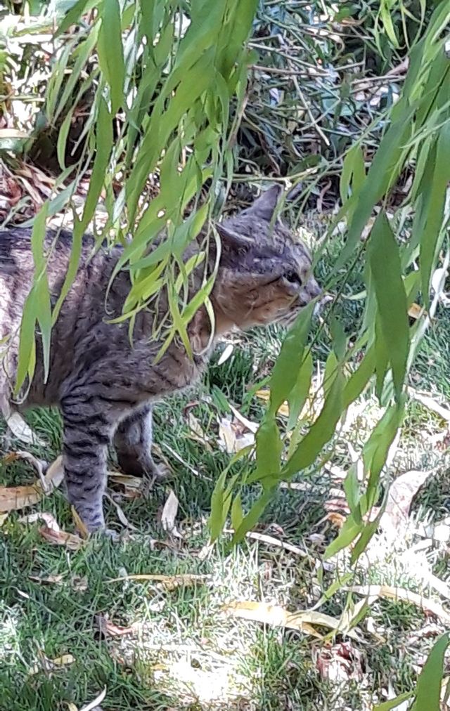 cat