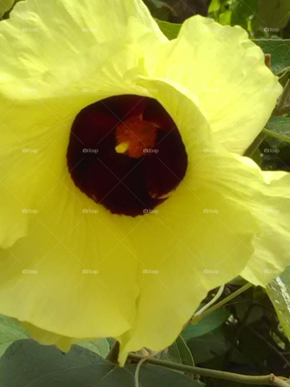 It was blown in the middle of the thick forest, it was very beautiful yellow, sky white, dark red color beautiful in the middle