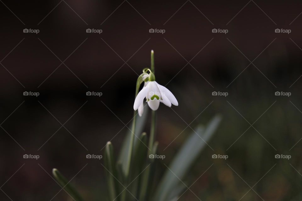 snowdrop