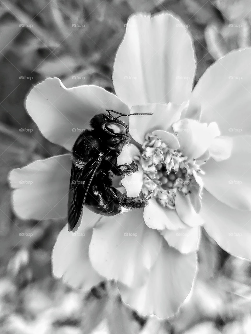 Black and white: Black carpenter bee pollinating a French marigold.