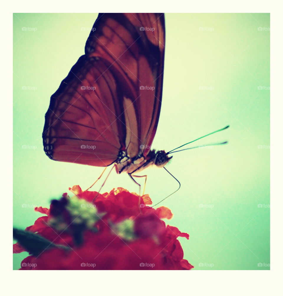 butterfly