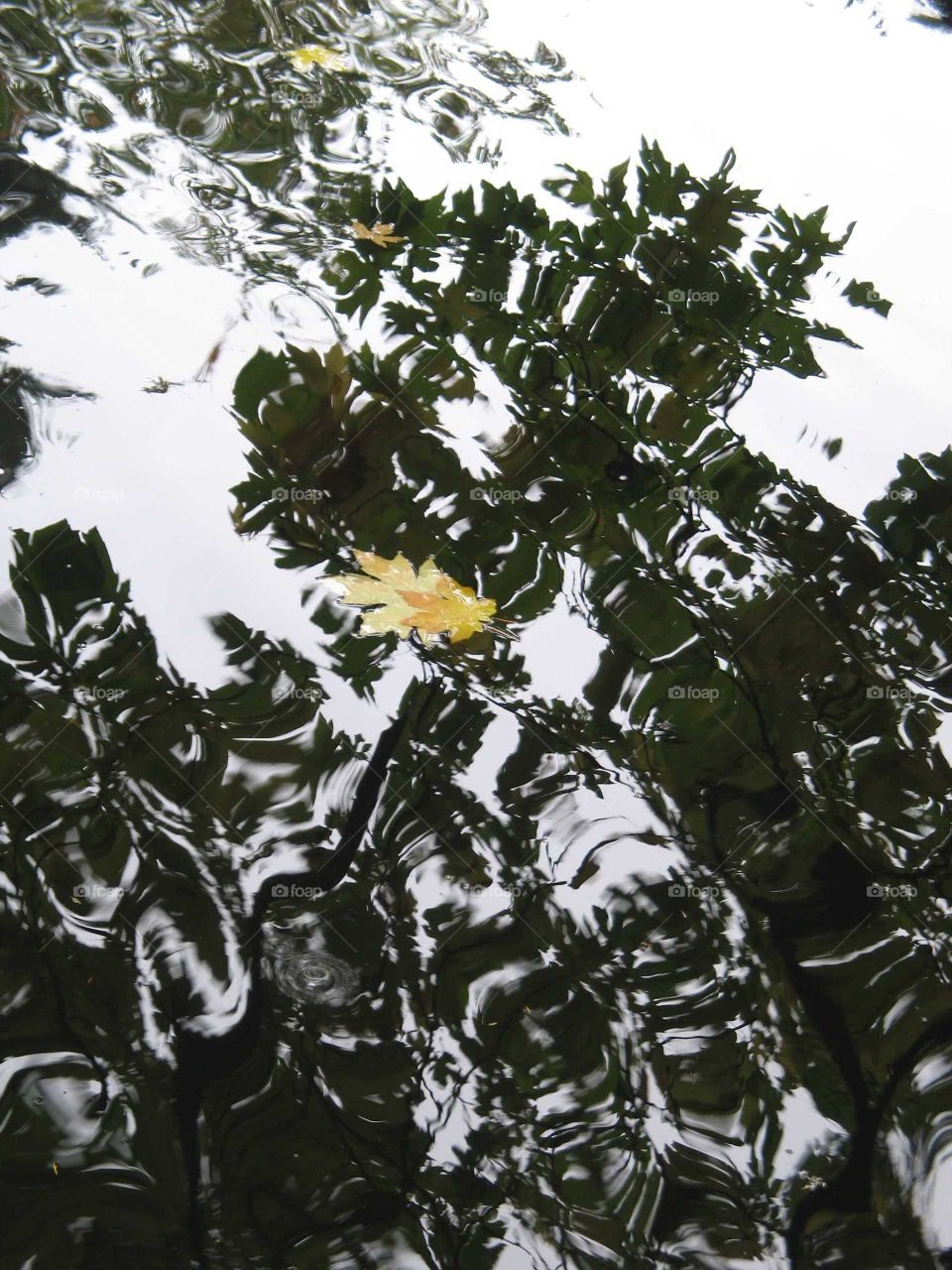 Maple leaf in water