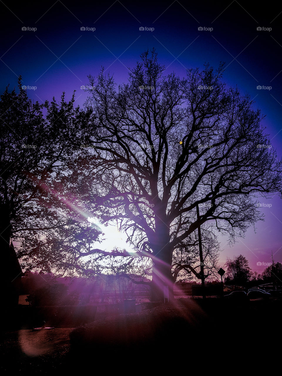 sundown behind a tree