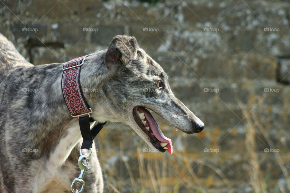 Greyhound bitch