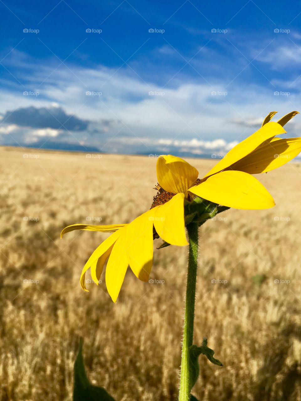 Beautiful bright yellow sunflower. Dry grass field. Antelope Island. Great Salt Lake. Utah. Beautiful blue sky.