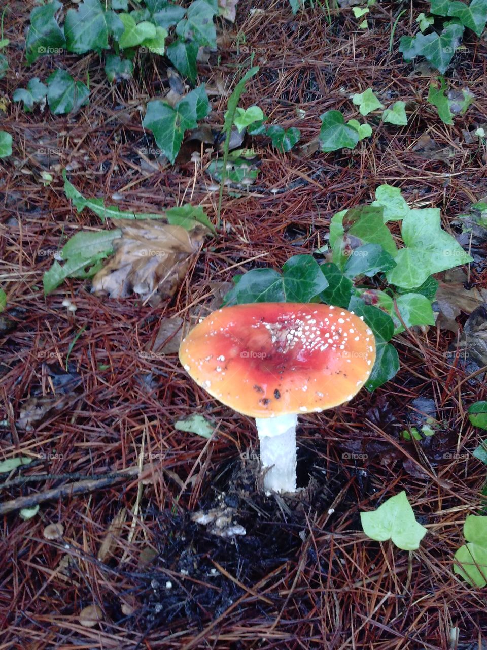fungi. humboldt county