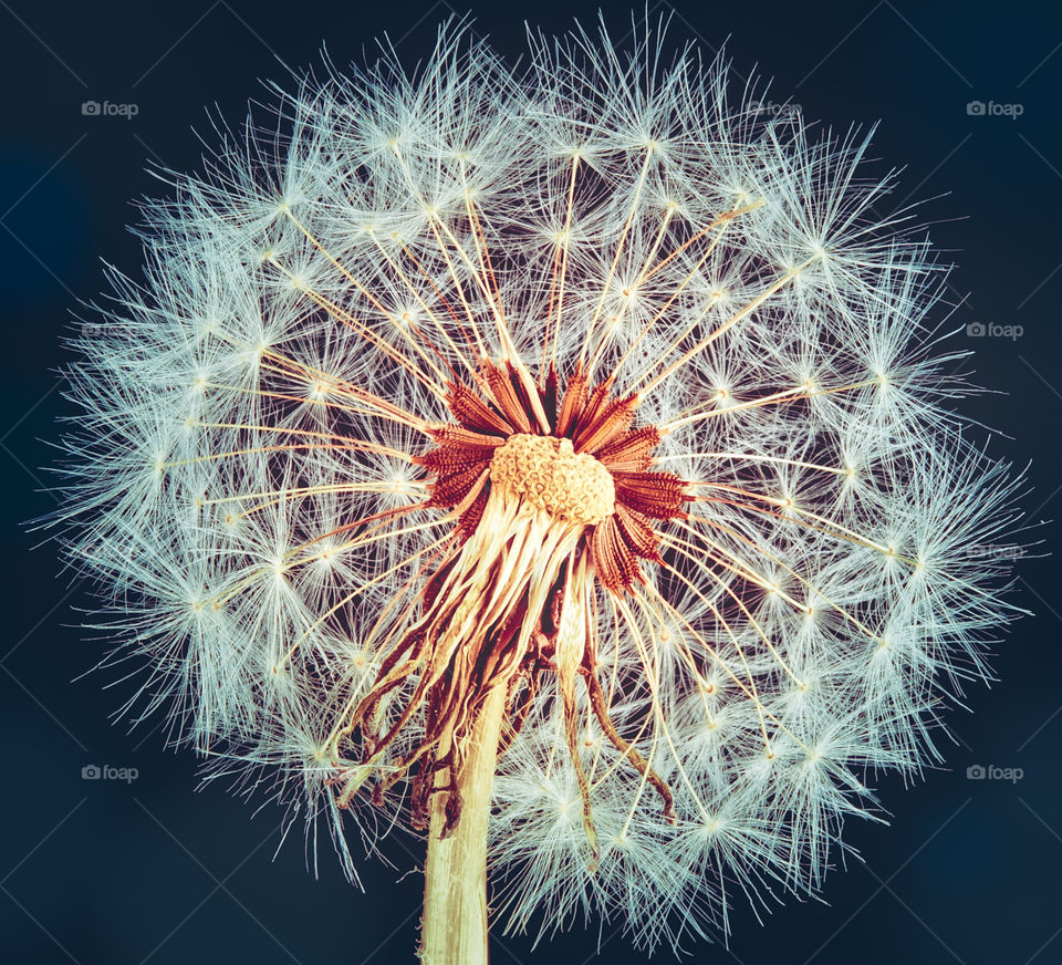 Closeup of dandelion with backlight