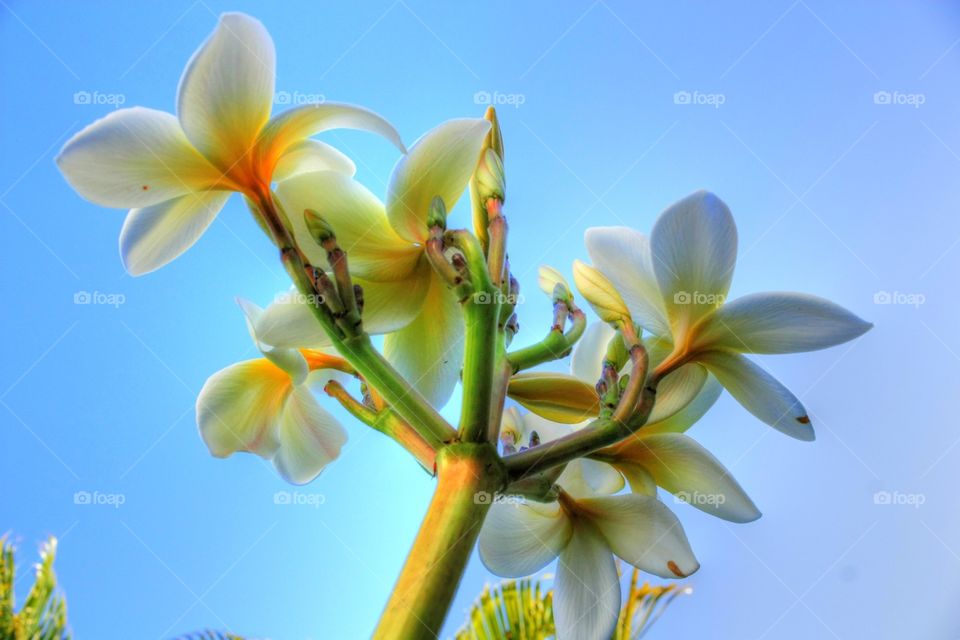 Plumeria 