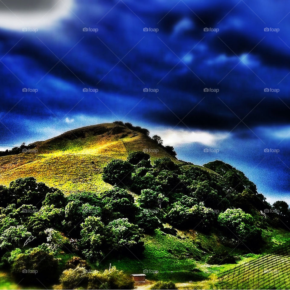 Sunlit Hill in Napa