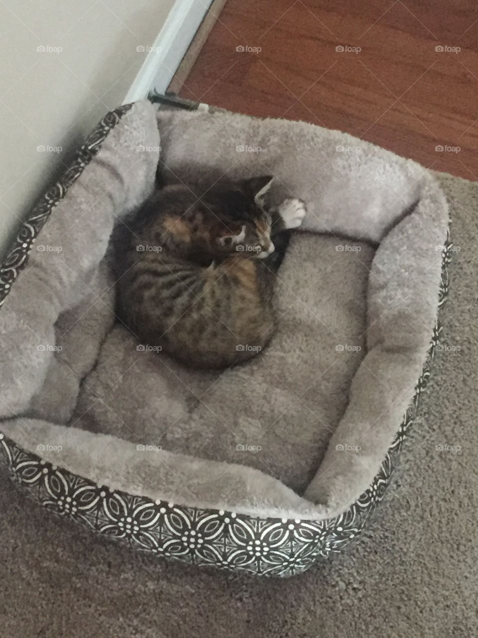 Cat curled up in a comfy bed