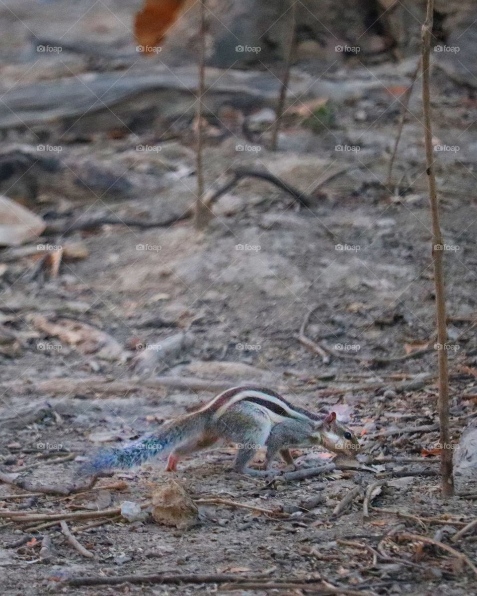 Squirrel running through its way in long dried forest of India.