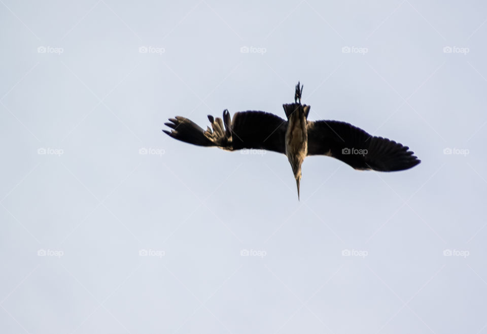 Wounded heron in flight