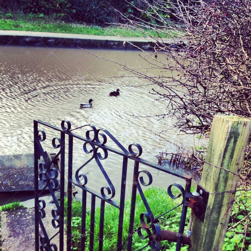 nature pretty england birds by Zita