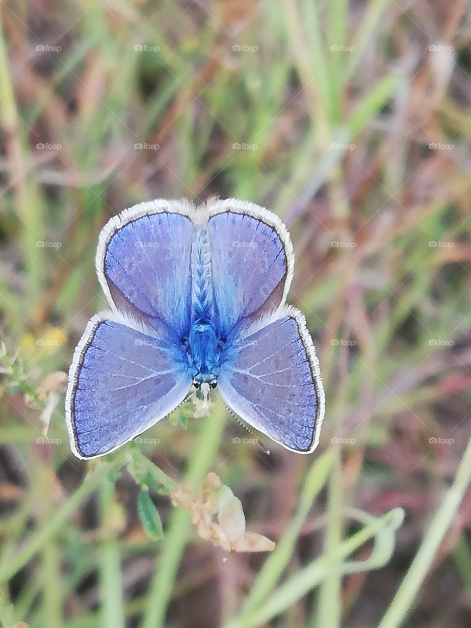 Little blue butterfly in a field