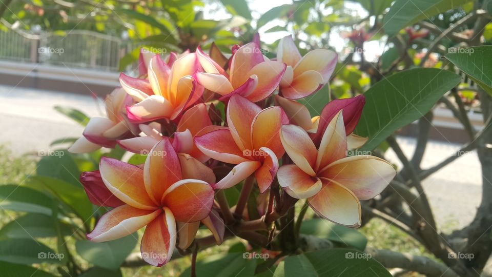 Beautiful frangipani flowers closeup.
