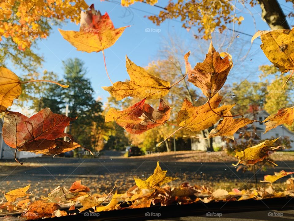 Fall through my windshield!! 