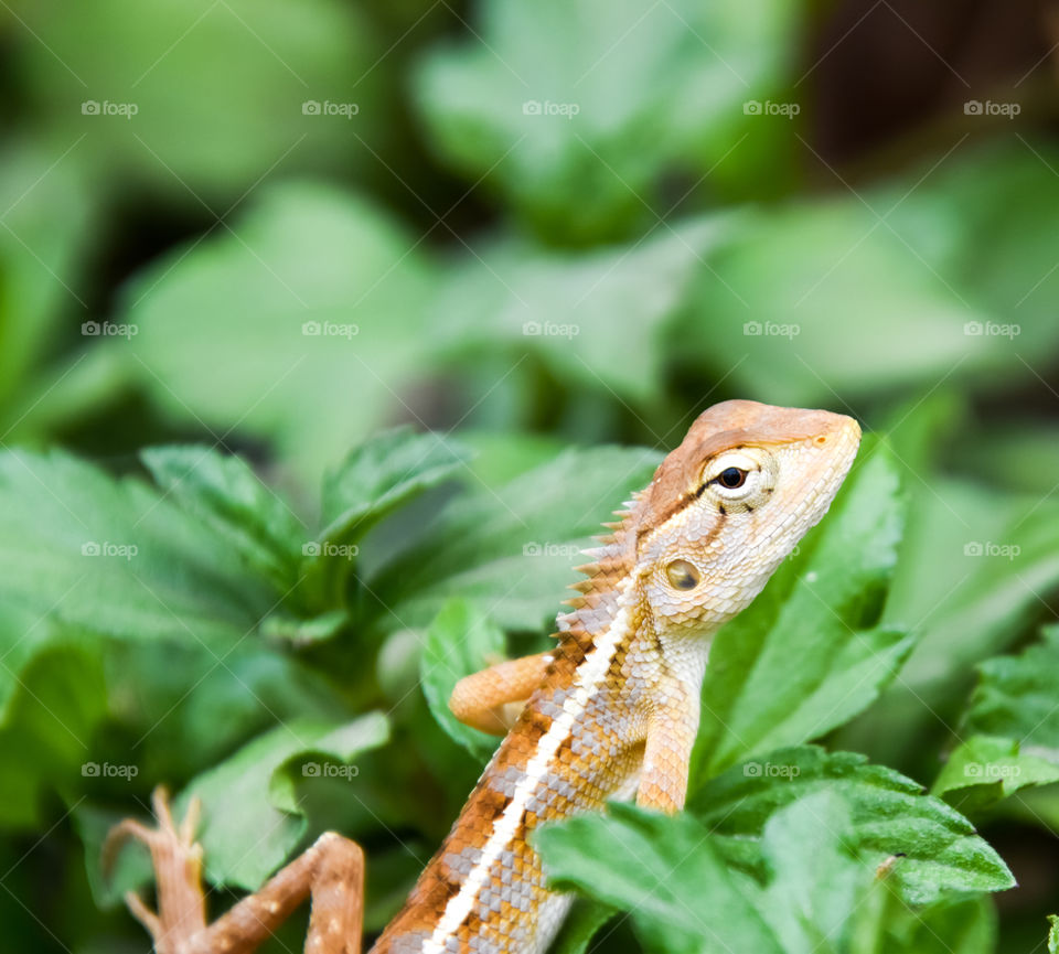 chameleon inside green plants