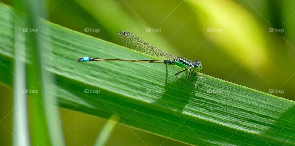 green damselfly