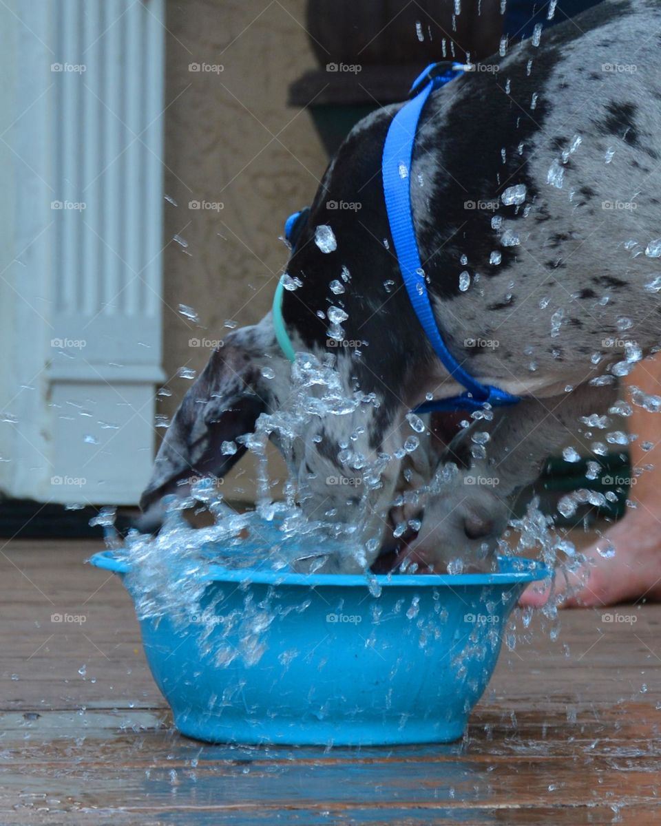 Puppy water bowl dig!