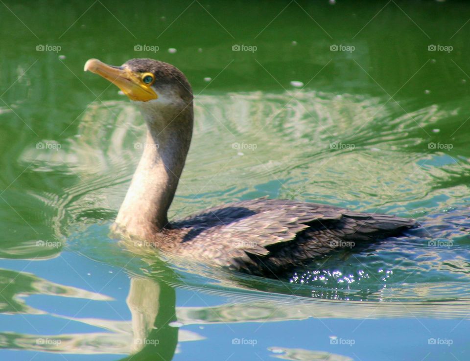 Cormorant Swimming in the Lake