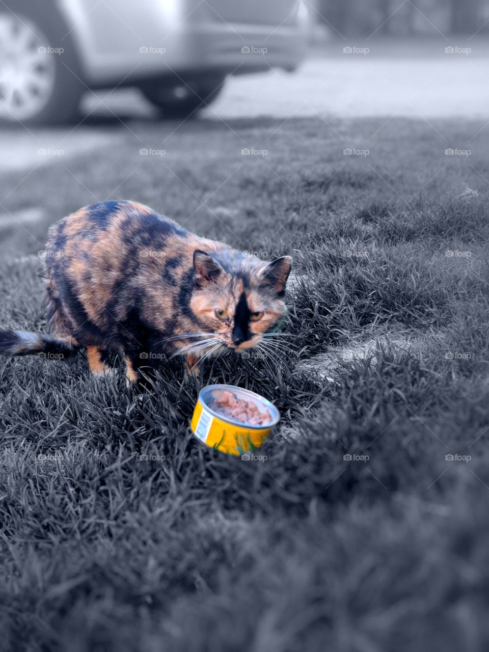 Calico cat outside eating