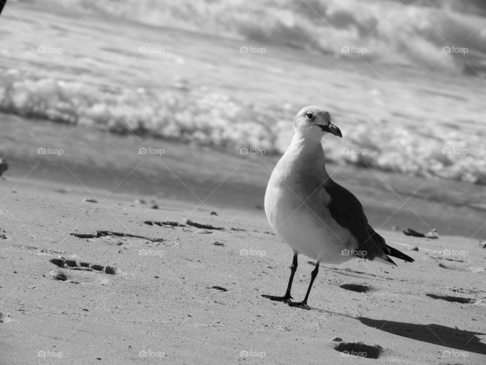 A black and white seagull photographed in black and white