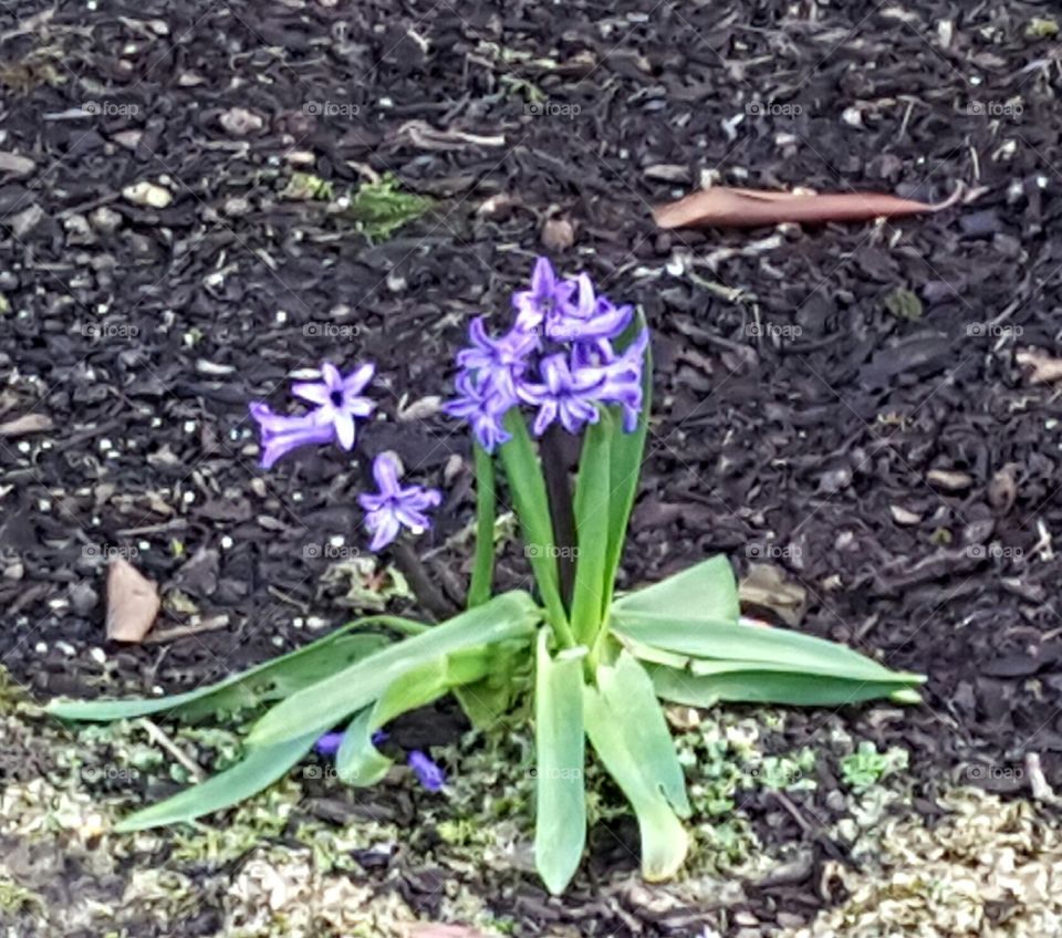 purple flower