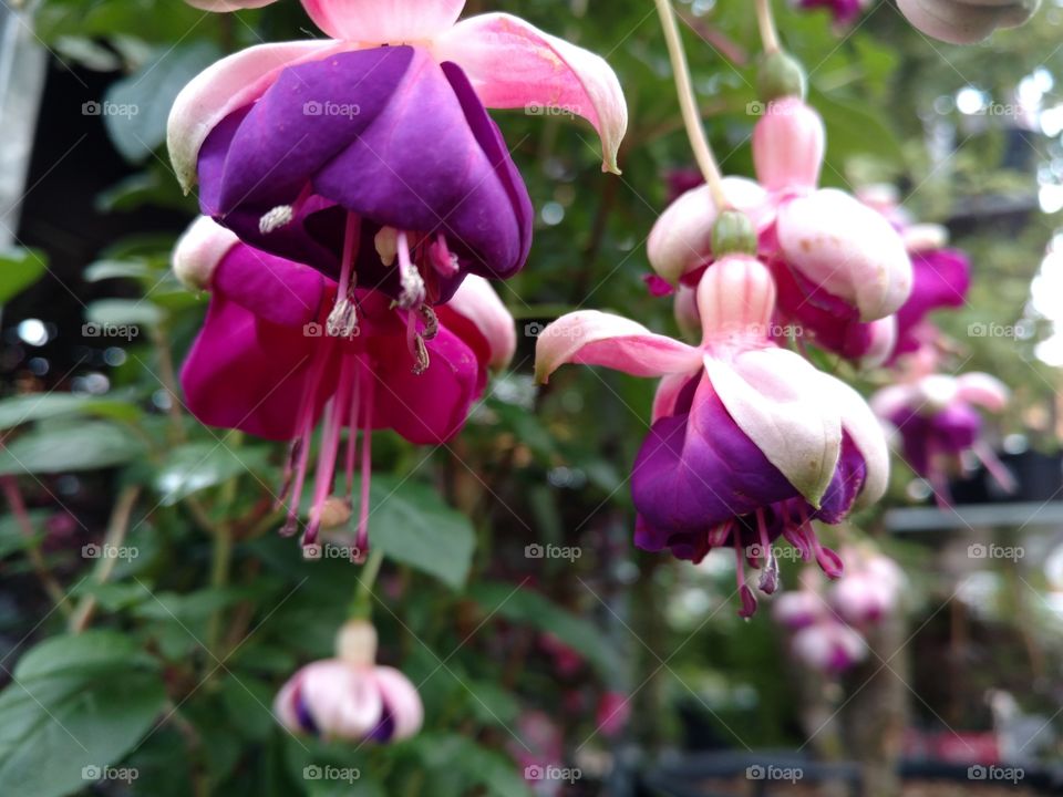 fushia