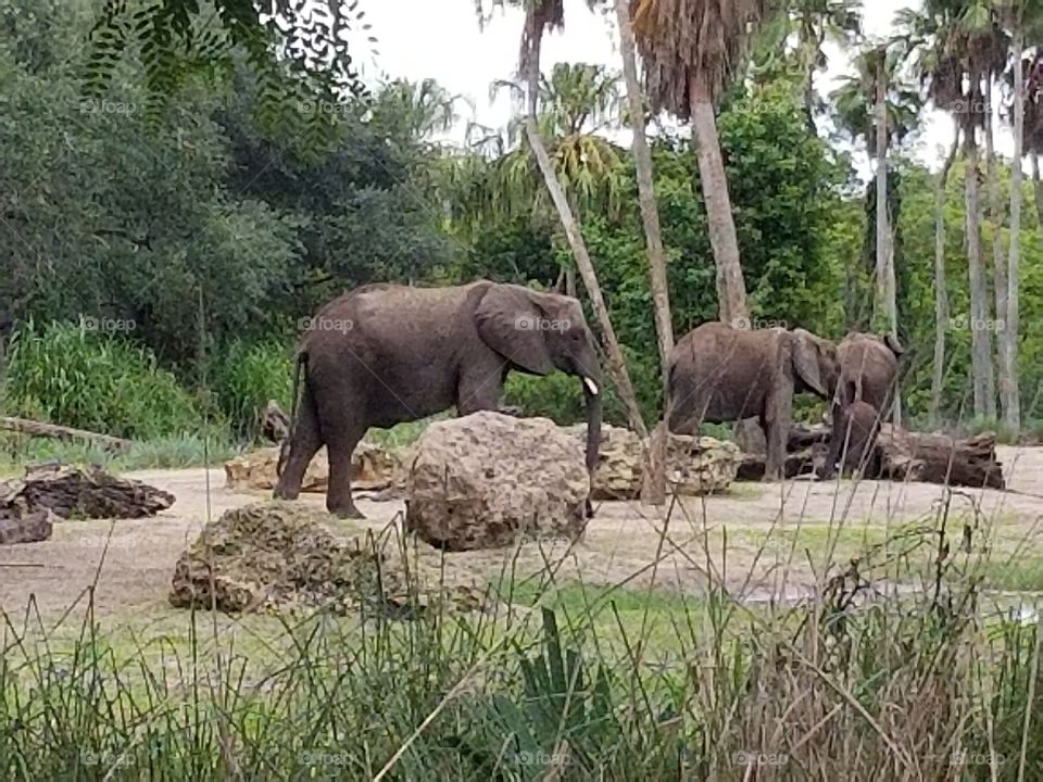 A herd of elephants travel across the plains.