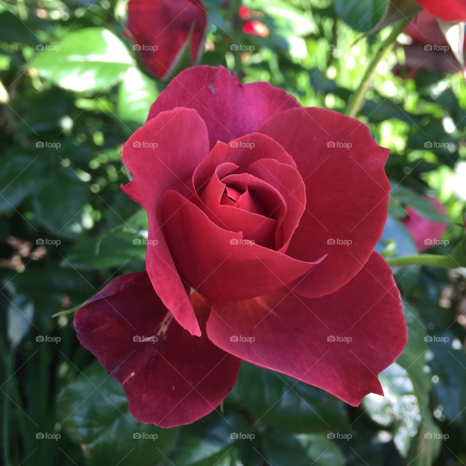 High angle view of red rose