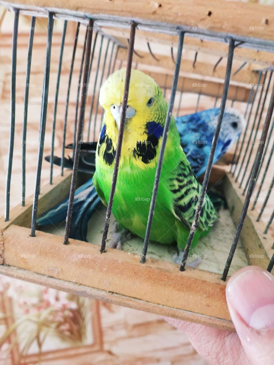 beautiful bird
parrot
green bird