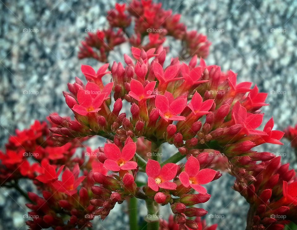 red flowers