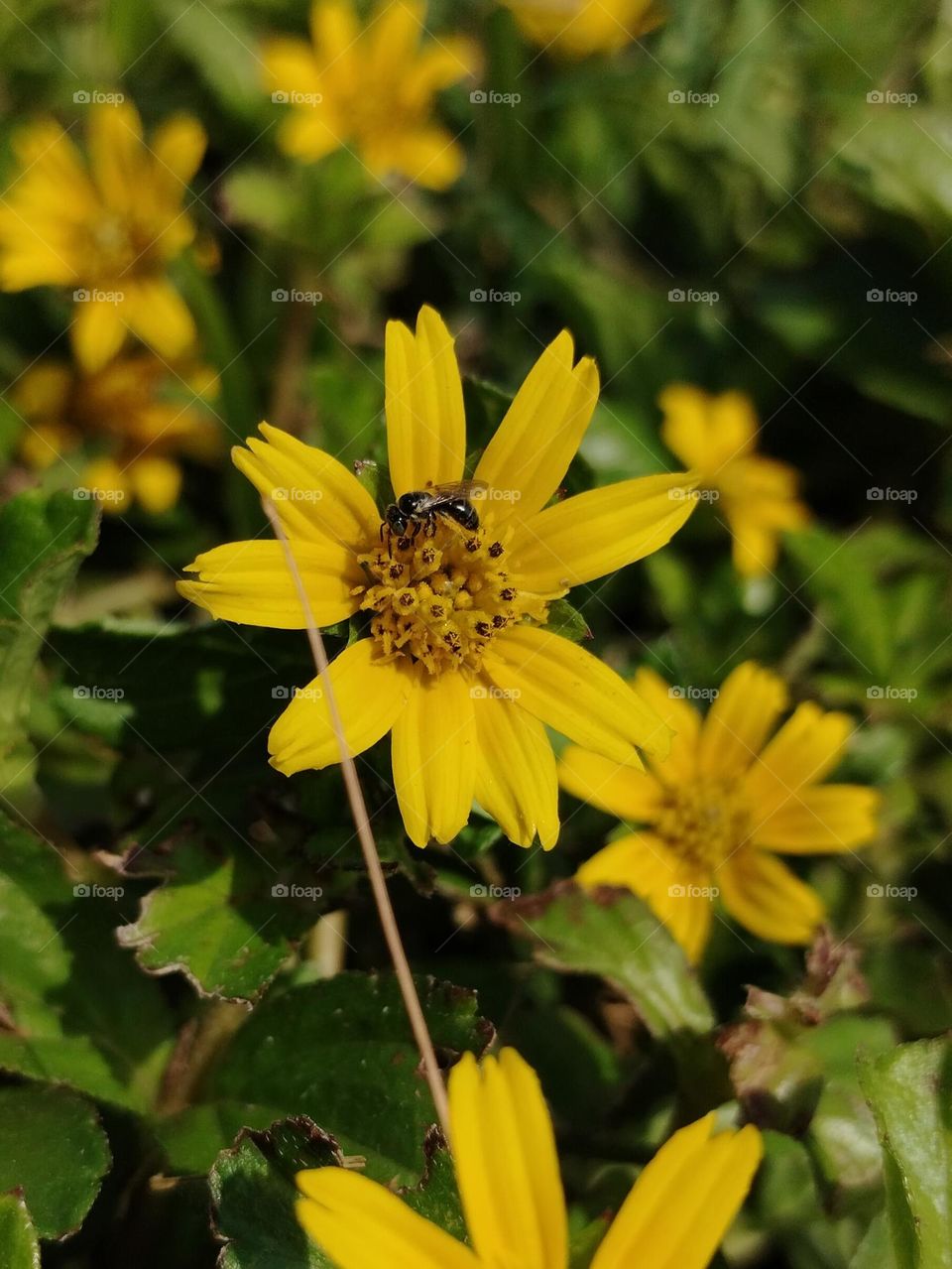 Bird and Bee: Natural