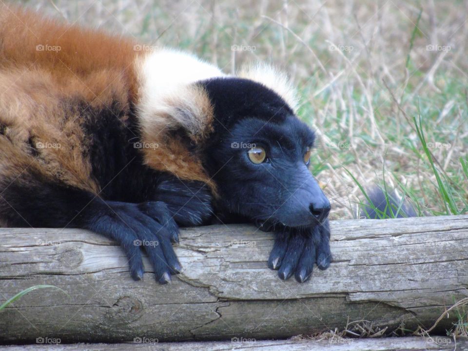 Red Ruffed Lemur, carefully observing, cute