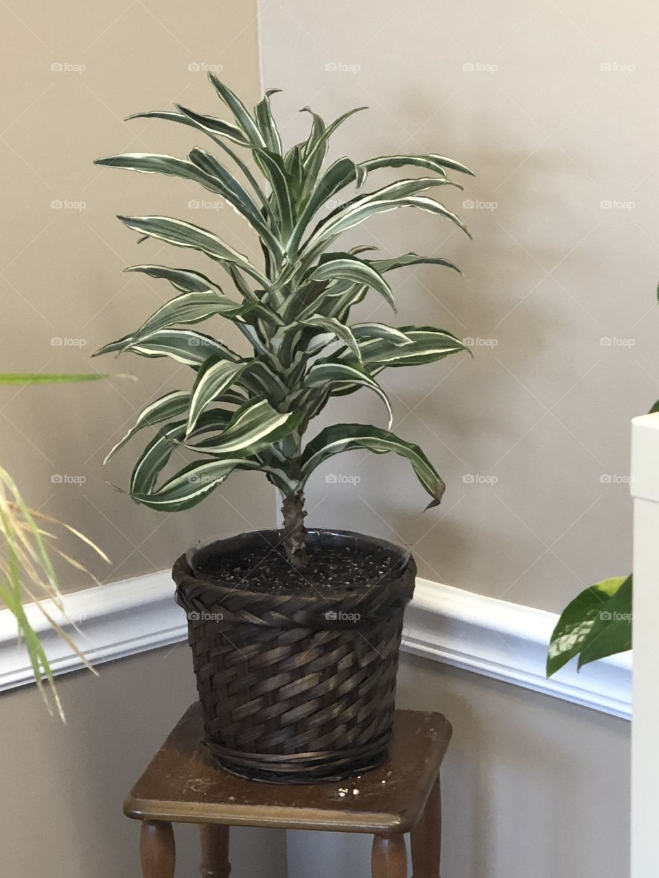 Variegated house plant