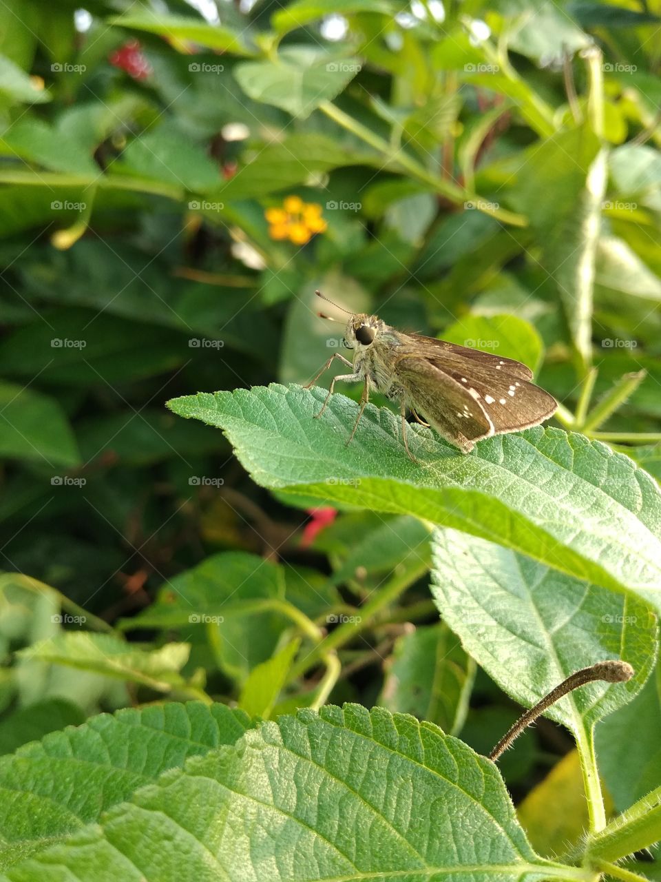 butterfly in green leaves