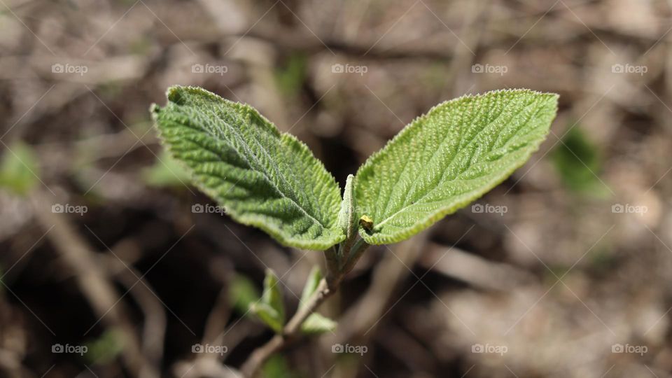Spring young leaves