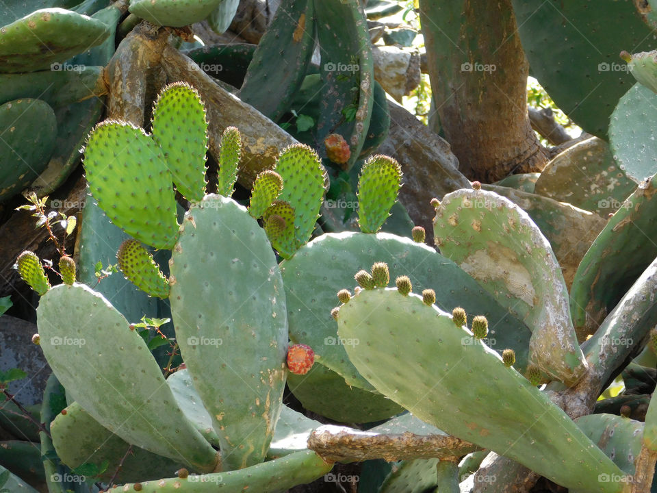 Cactus, Succulent, Spine, Desert, Prickly