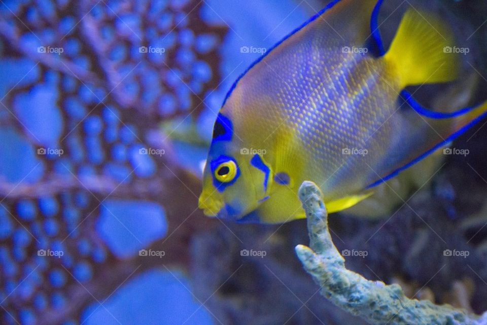 Yellow and blue colorful fish in aquarium 