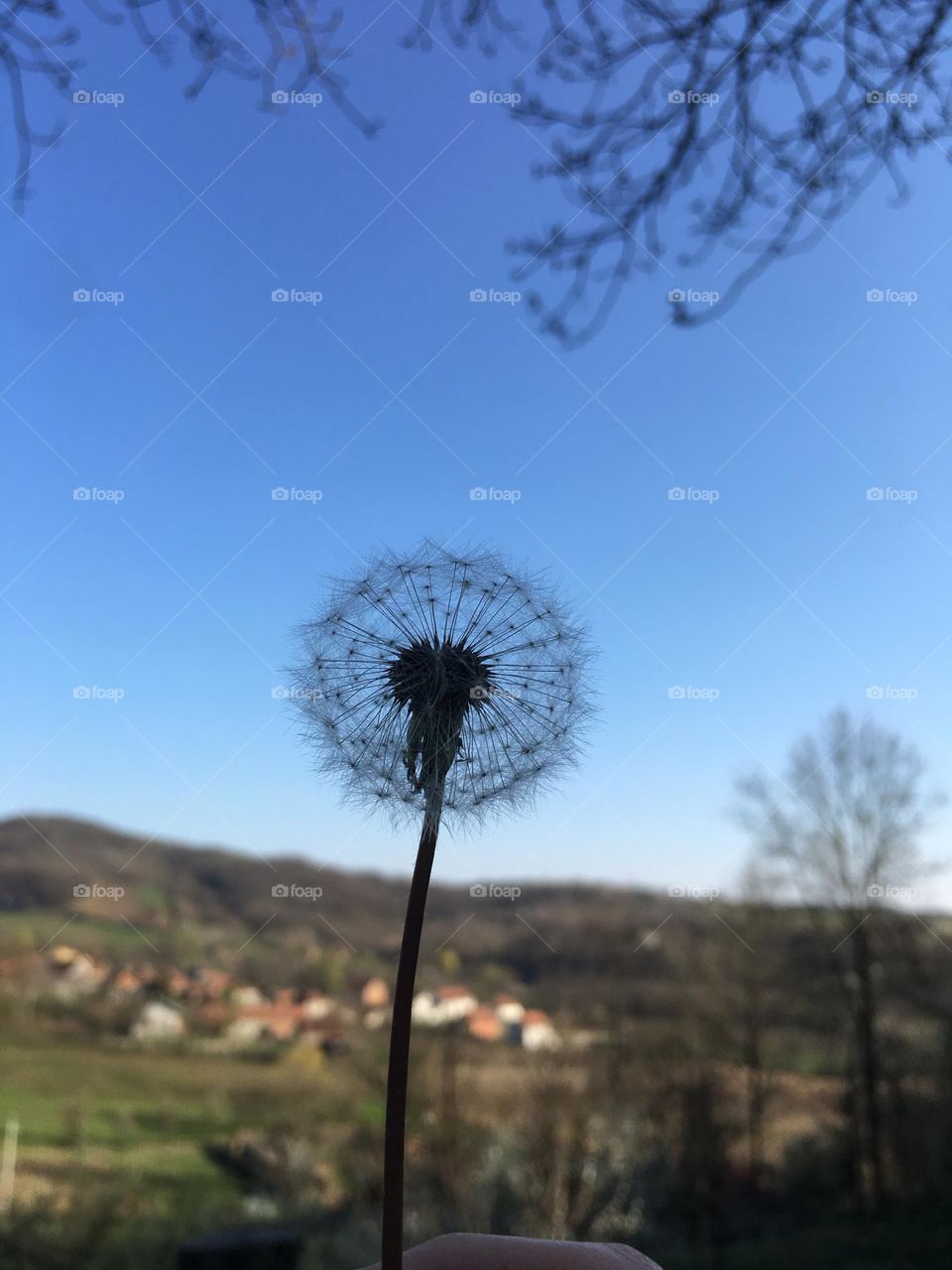 Dandelion