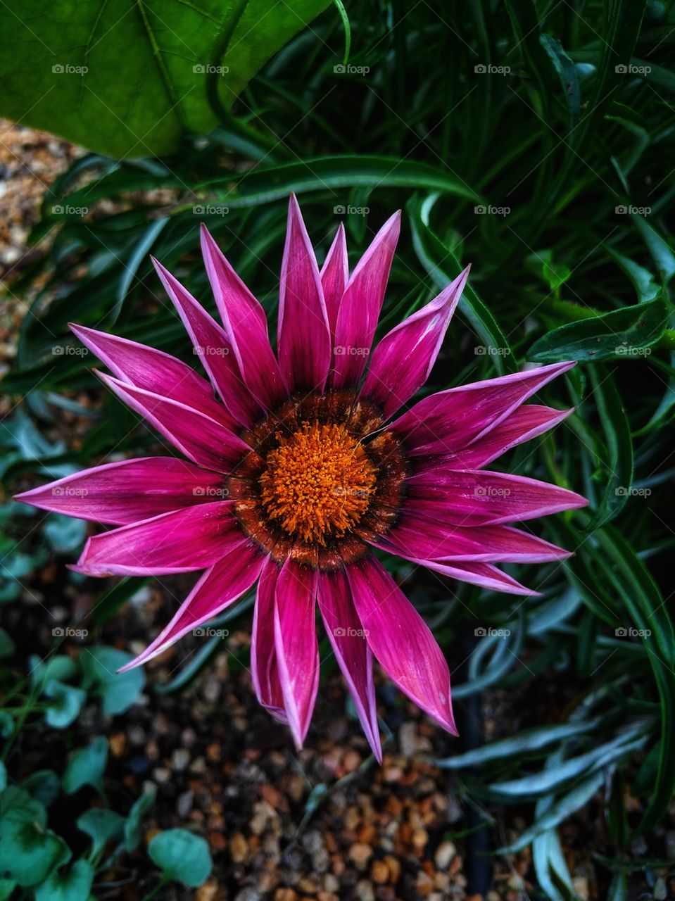 Random Flower in Cloud Forest, SG