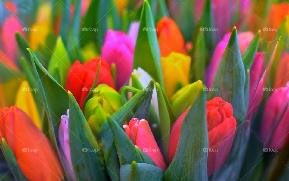 Tulips