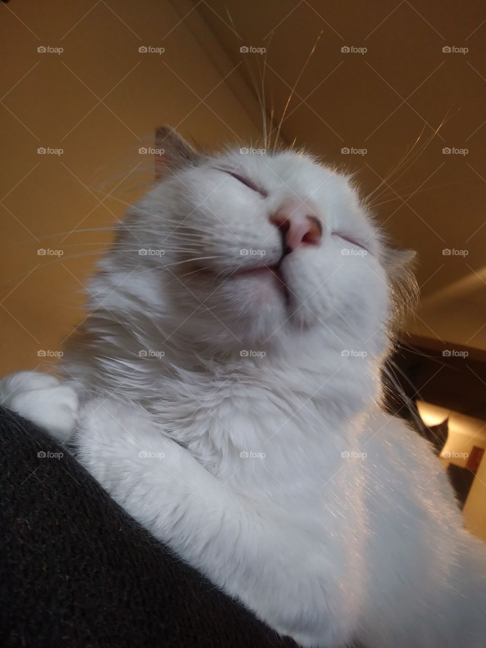 White cat resting on the arm of the couch 💞