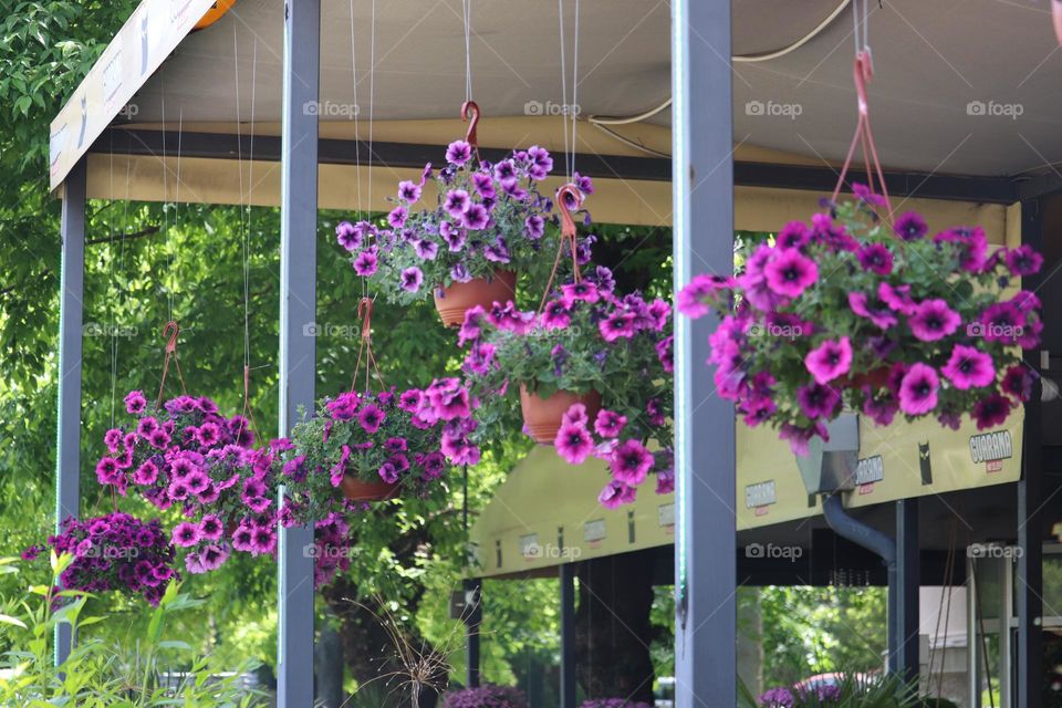 Flowers at the hanging pots