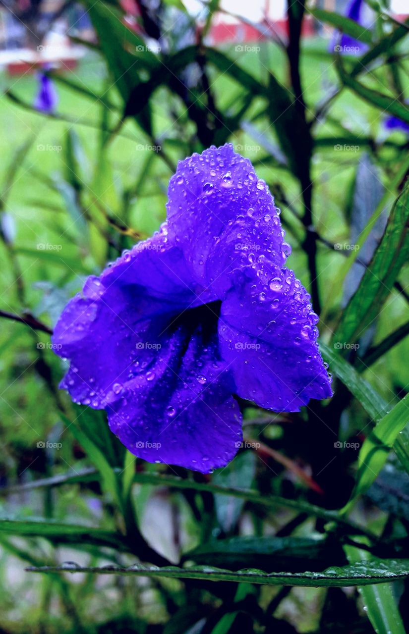 flowers develop exposed to rain water