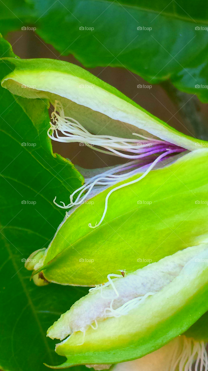 "Blooming Passion Flower"