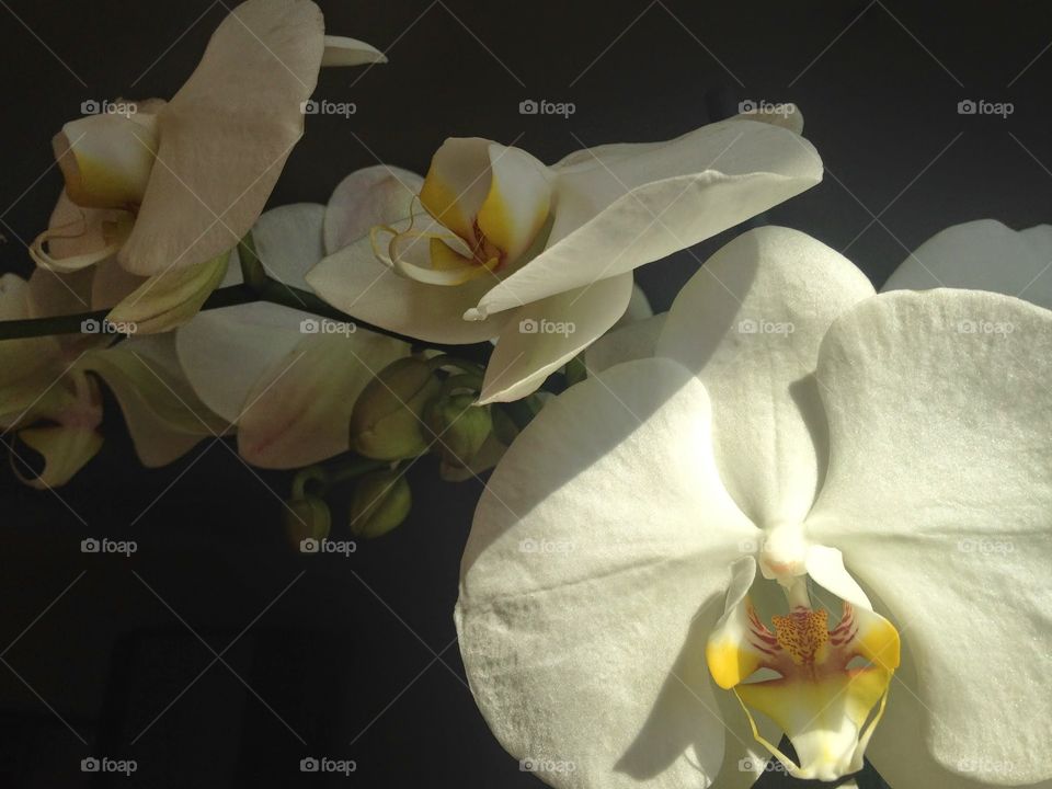 White orchids 