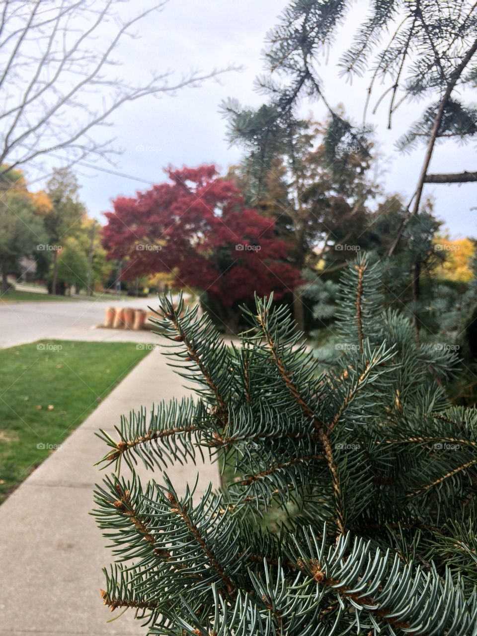 Autumn in Toronto 