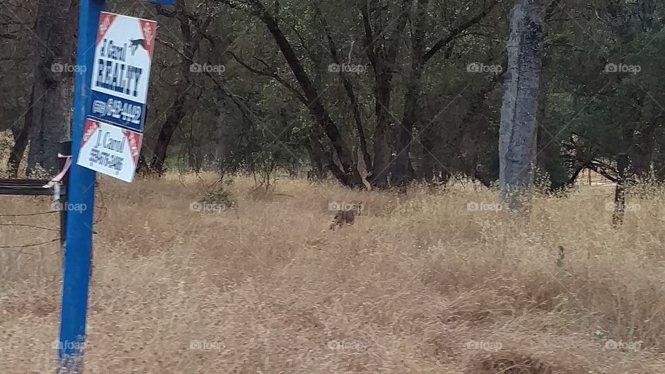 Coyote Real Estate